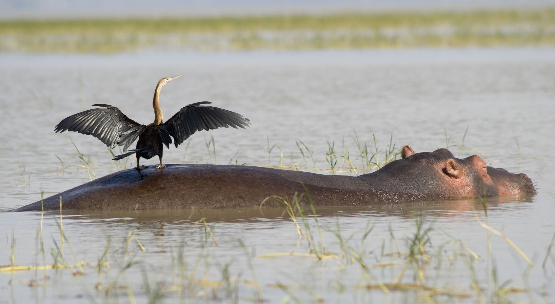 Hippopotamus Fact #4